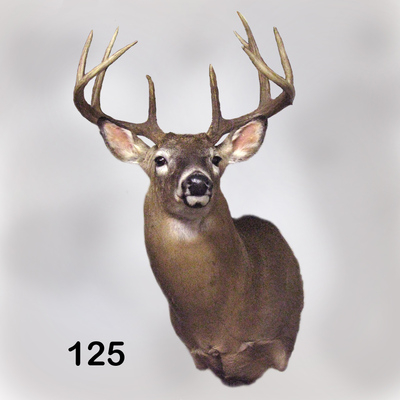 Kastaway.com :: Whitetail Deer ~ 125 ~ 9 pt.